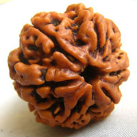 6 sixe face rudraksha hyderabad